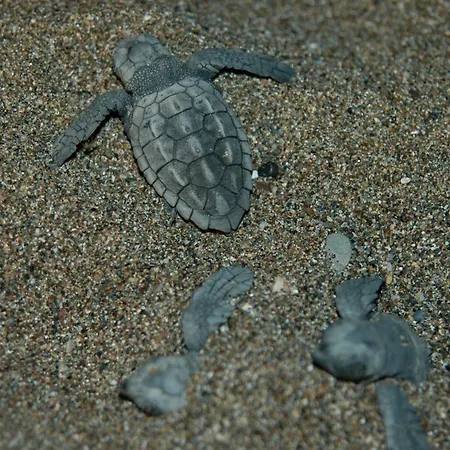 アパートホテル Minta ダルヤン