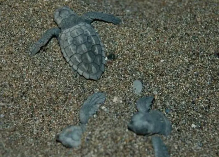 Minta Apart-hotel Dalyan