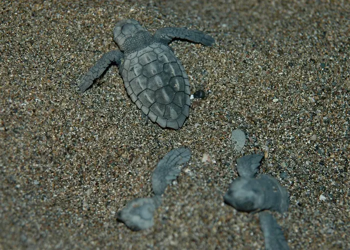 Apart-hotel Minta Dalyan